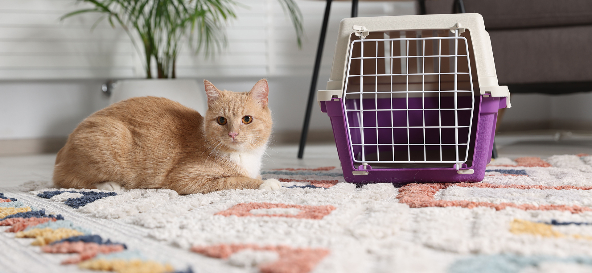 bienestar de gatos en vacaciones